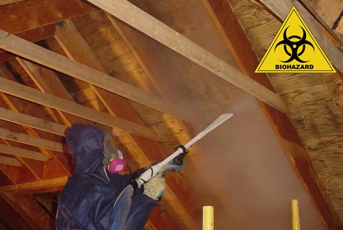 Why You Shouldn’t Deal with Mould on Your Own